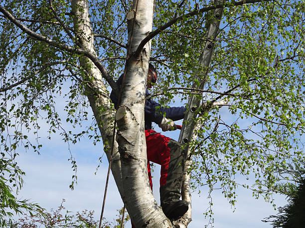 Trusted Upper Pohatcong, NJ Tree Removal Services Experts